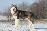 ALASKAN MALAMUTE 063